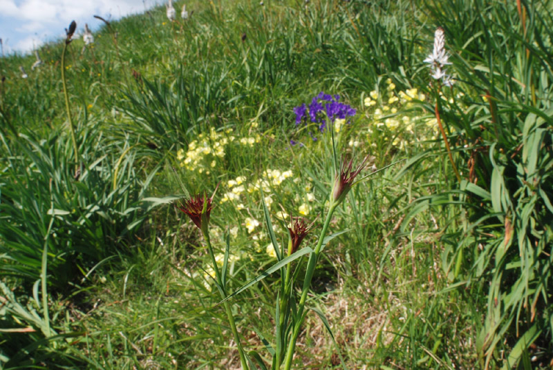 Trifolium subterraneum e Diantus cfr.carthusianorum